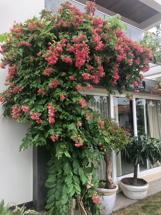 Transform Your Garden with Our Beautiful Flowering Vine Plants - Perfect for Indian Gardens!