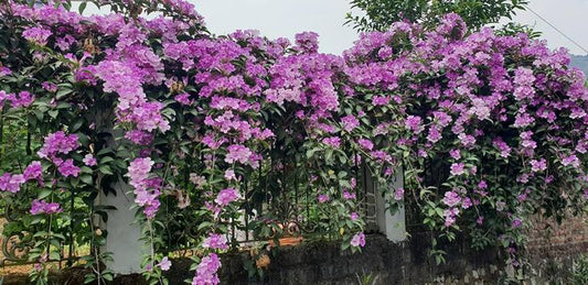 Outdoor flowering vine plant