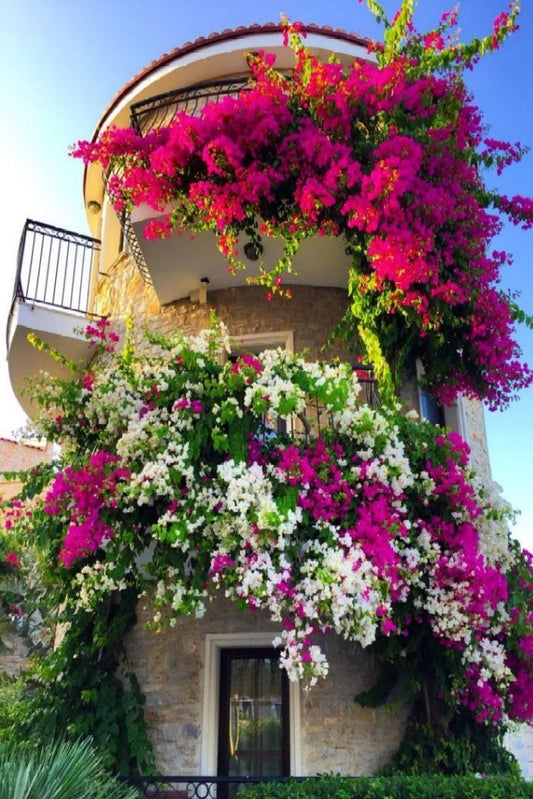 Transform Your Garden with the Perfect Flowering Vine for Indian Climate!
