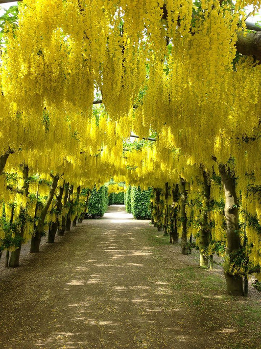 "Gardening Essentials: Must-Have Plants from Ashiyana Store"