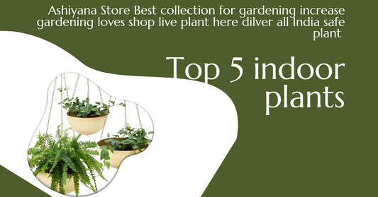 Buy Houseplants Online: Best Deals and Selections