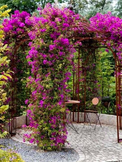 Premium Flowering Vines for the Indian Climate
