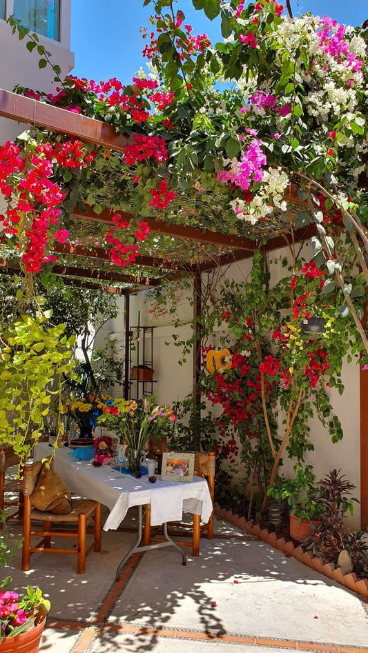 outdoor Flowering Vine plants