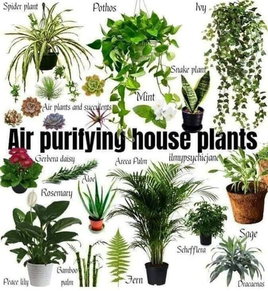 "The Ultimate Guide to Buying Plants Online in India : ASHIYANA STORE""