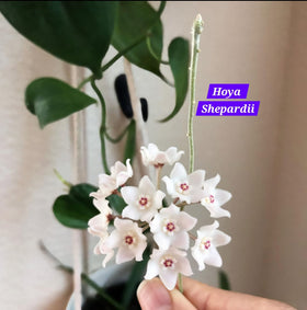 Indian Hoya Varieties