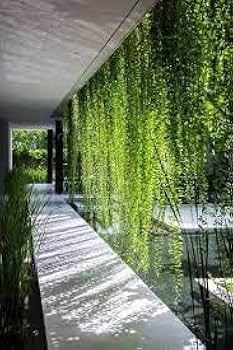 Curtain creeper vine flowering creeper plant for Indian garden by Ashiyana Store