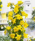 Mandevilla Yellow Plant | Yellow Flowering Vine for Pots & Trellis