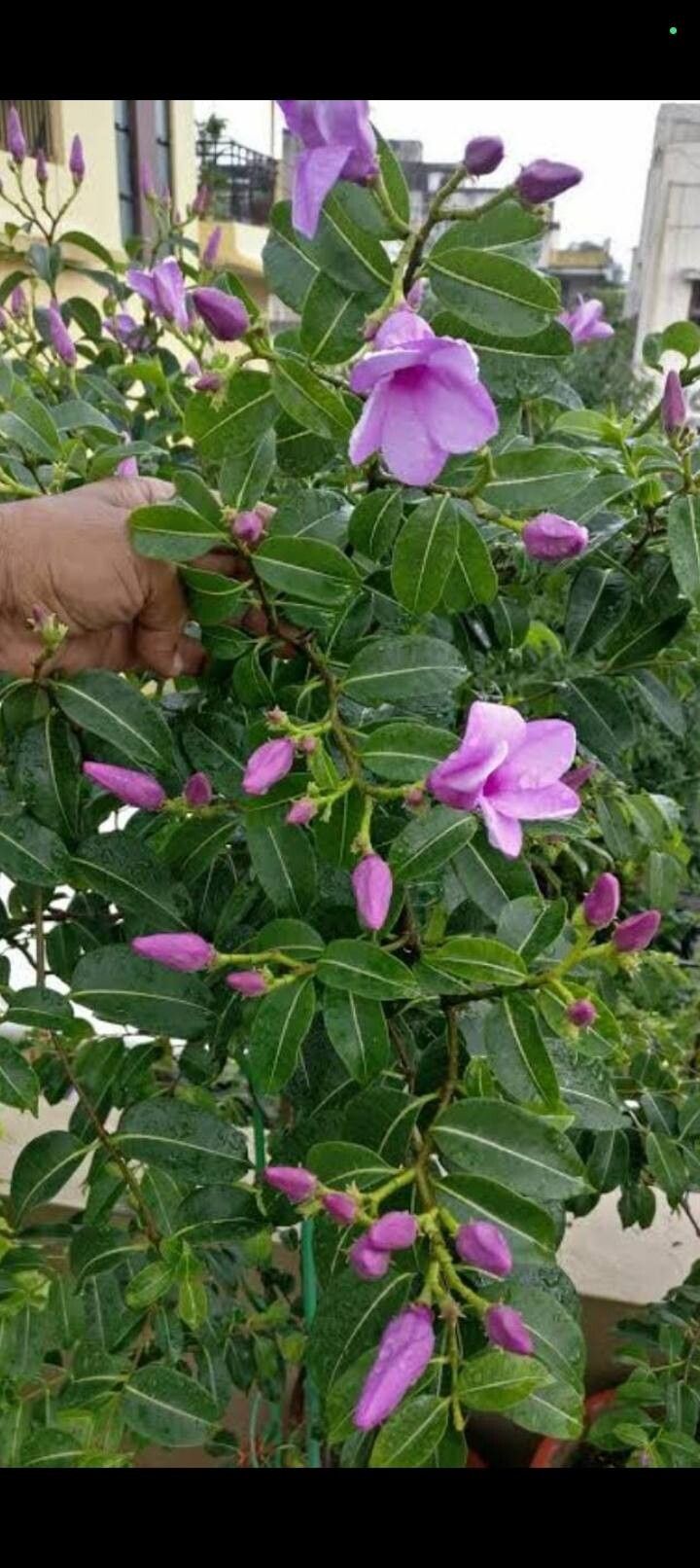 Ashiyana Rang-E-Zaahar Vine with pale lilac-pink flowers and thick green leaves – a wild, exotic flowering creeper for bold garden spaces.