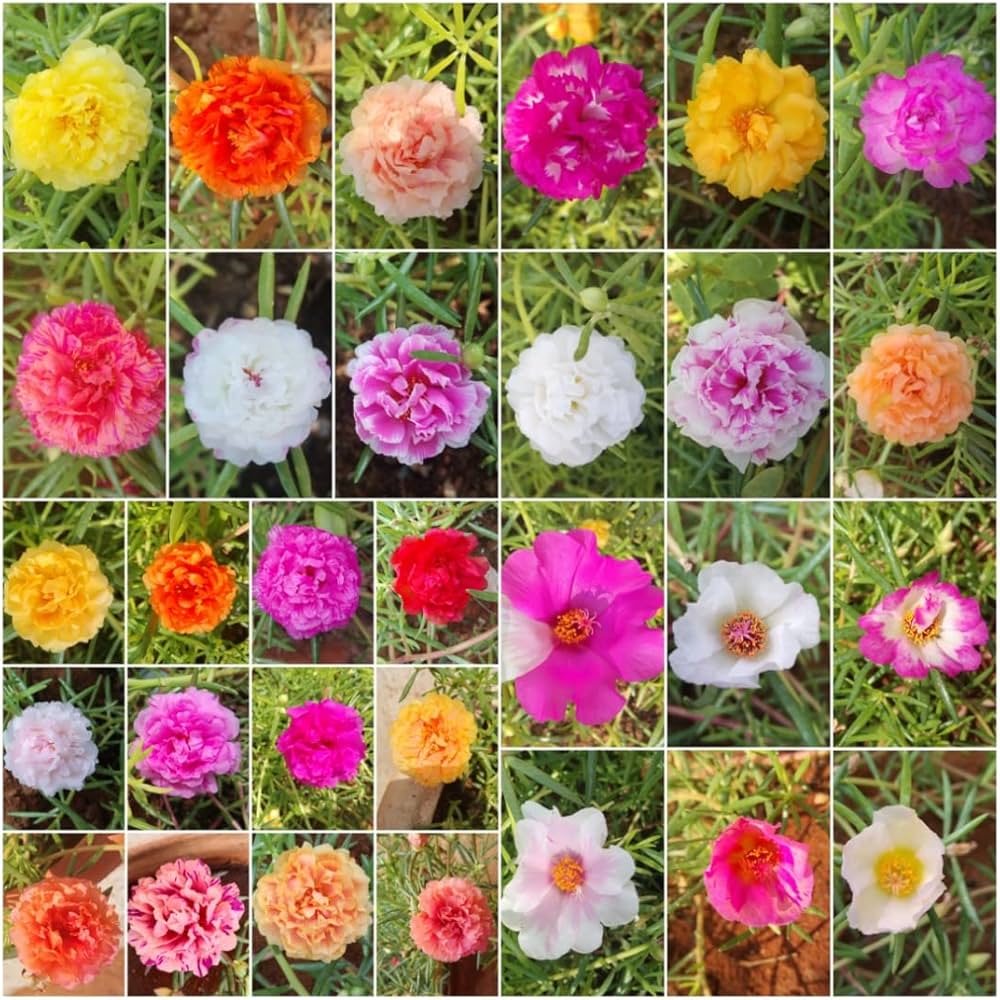 Table rose 100 cutting (Portulaca)