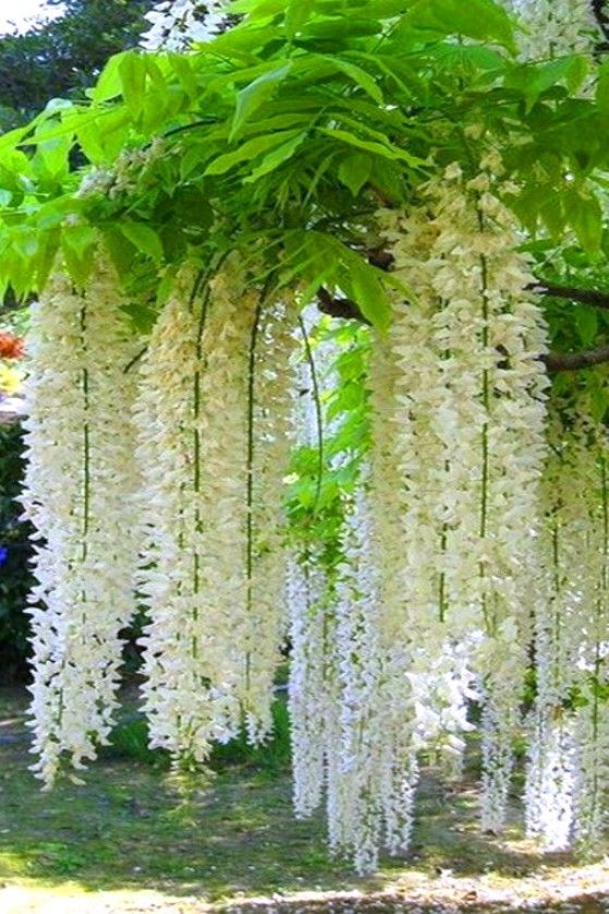 Ashiyana Rang-E-Shweta Chaaya Vine – cascading white star-shaped blooms in bunches, soft moonlight feel, peaceful flowering Petrea Volubilis vine for serene gardens and pooja décor.