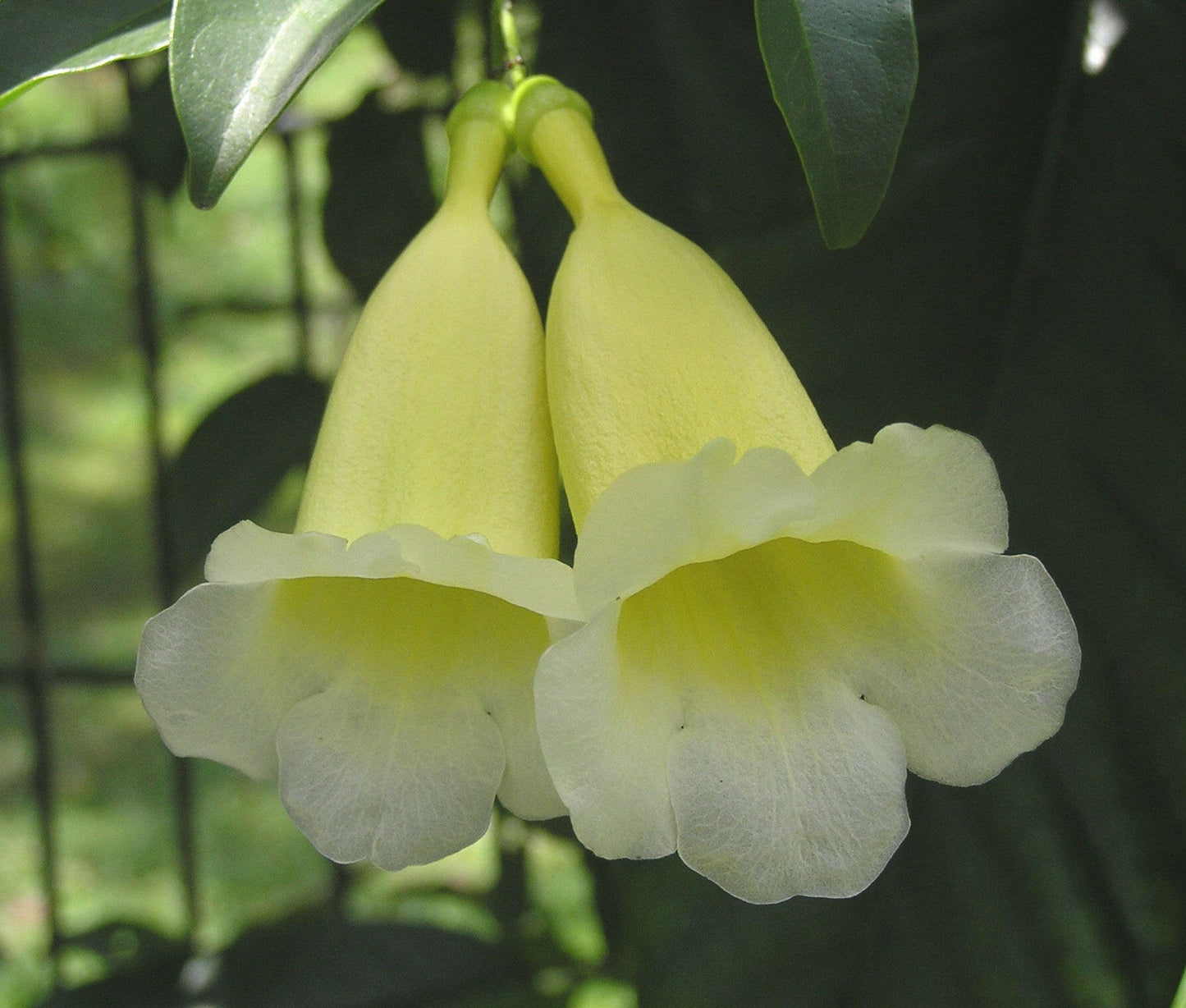 Aneomopegma creeper