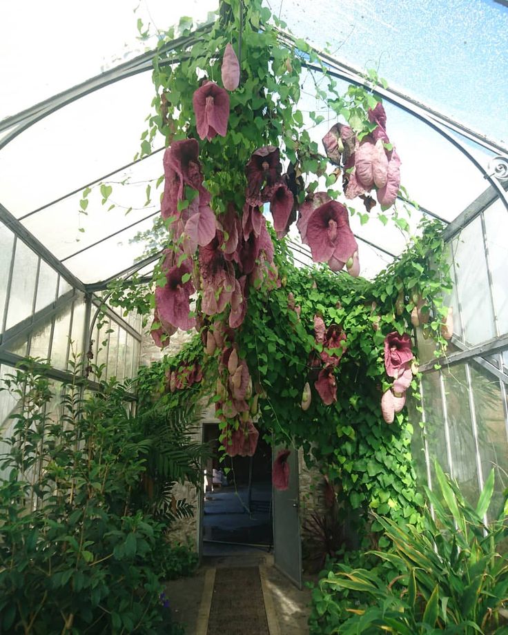 Aristolochia Gigantea Plant | Giant Dutchman’s Pipe Creeper
