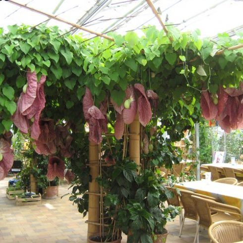 Aristolochia Gigantea Plant | Giant Dutchman’s Pipe Creeper