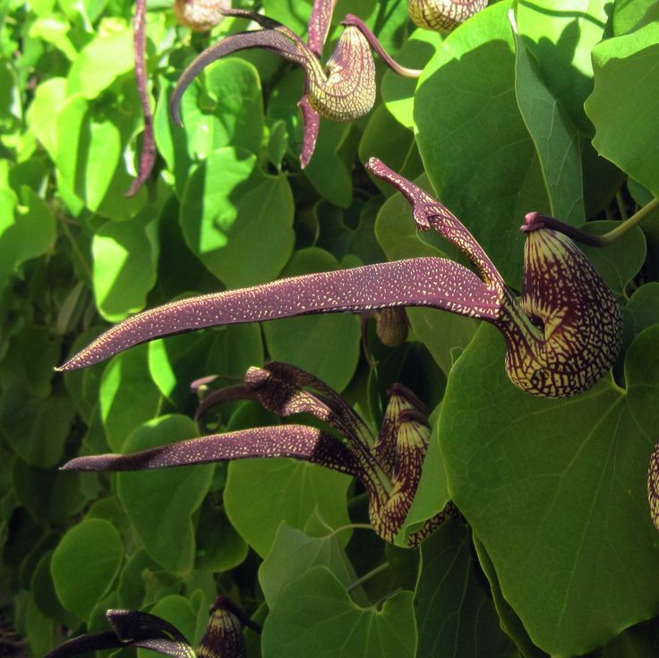 Aristalochia ringens plant (flowering creeper)