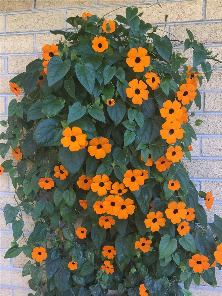Ashiyana Rang-E-Nazar Vine with bright yellow-orange petals and deep black center – a protective, vibrant flowering creeper plant.