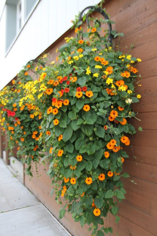 Black Eyed Susan Vine | Thunbergia Alata | Fast Growing Balcony Creeper
