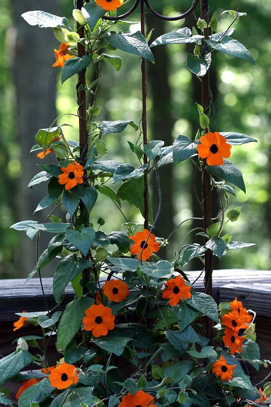 Black Eyed Susan Vine | Thunbergia Alata | Fast Growing Balcony Creeper
