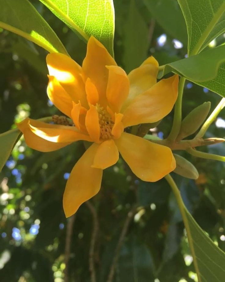 Chempakam Plant (Michelia Champaca) | Golden Champa Fragrant Flower Tree