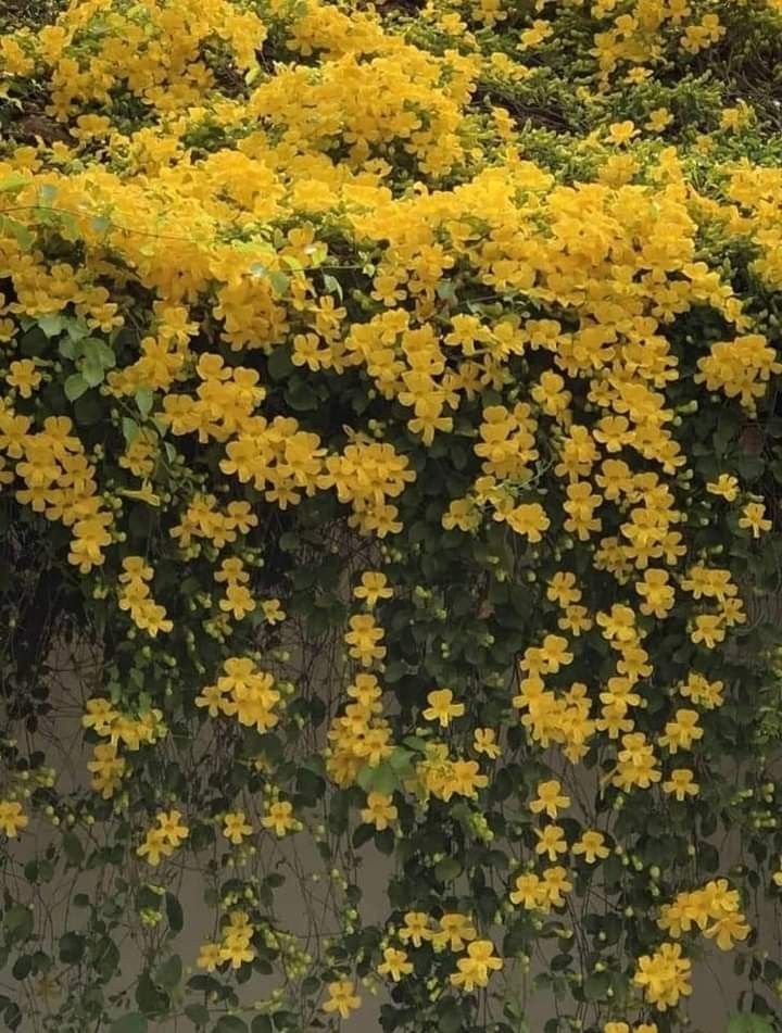 Cat’s Claw Vine | Yellow Flowering Wall Climber | Dolichandra unguis-cati