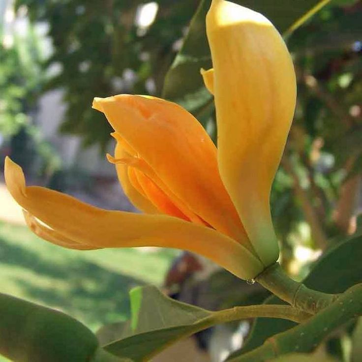 Chempakam Plant (Michelia Champaca) | Golden Champa Fragrant Flower Tree