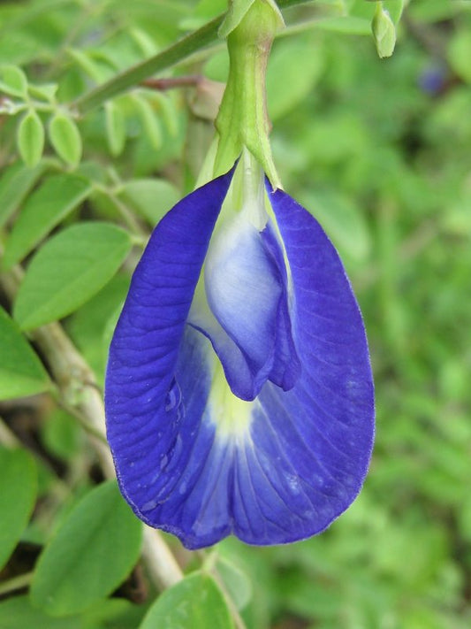 Clitoria vine (butter fly pea) plant