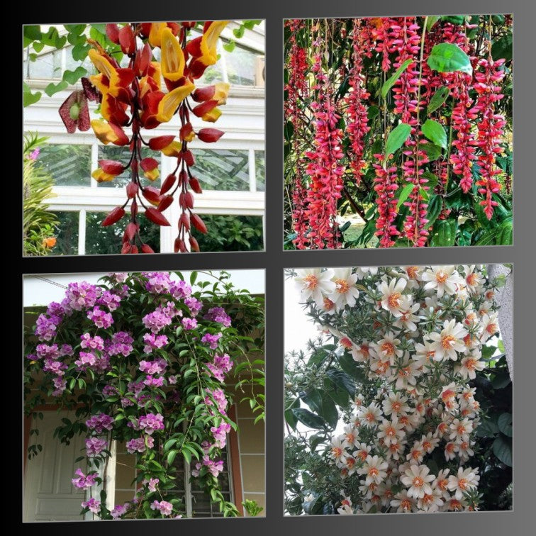 hanging climber plants Flowering Creeper Plant| Creeper and Vine|Climber Plant|Vines| – ASHIYANA STORE