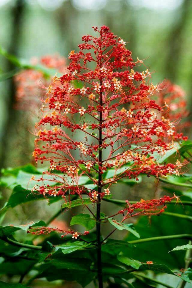 Combretum Coccinea Plant - Scarlet Combretum | Healthy Live Outdoor Plant