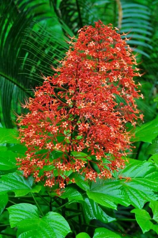 Combretum Coccinea Plant - Scarlet Combretum | Healthy Live Outdoor Plant