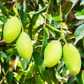 Dasheri aam, Dasheri Mango β Plant