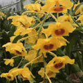 Dendrobium chrysotoxum (Golden Canary Orchid)