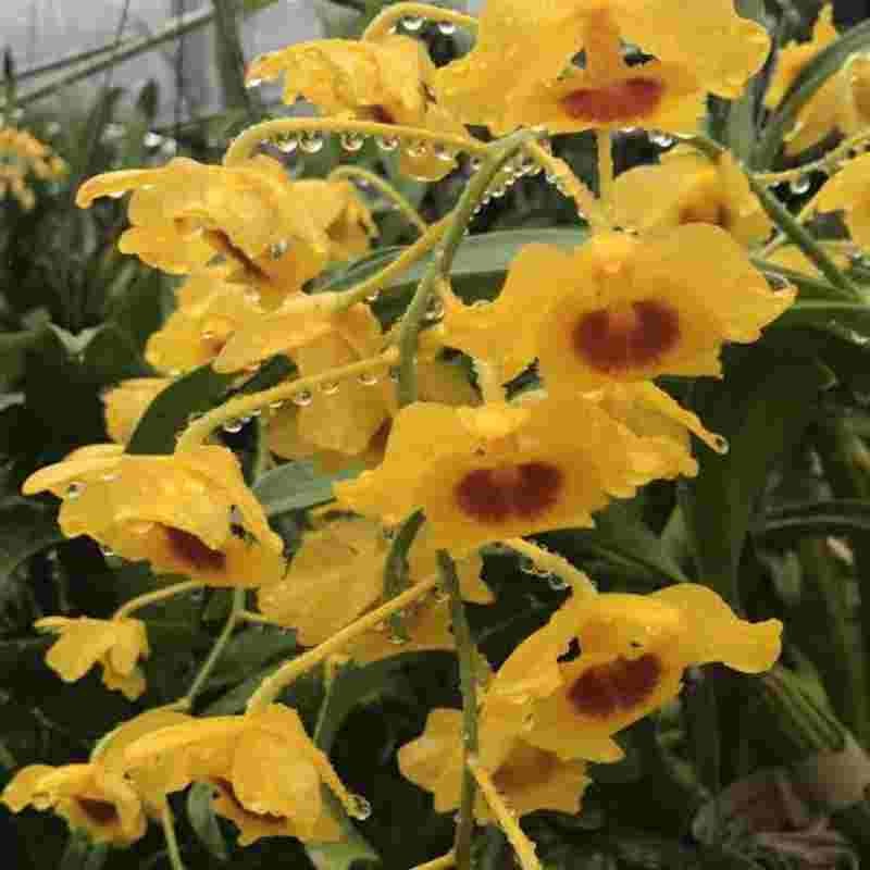 Dendrobium chrysotoxum (Golden Canary Orchid)