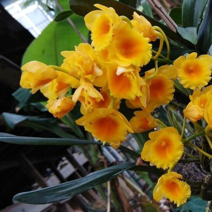 Dendrobium chrysotoxum (Golden Canary Orchid)