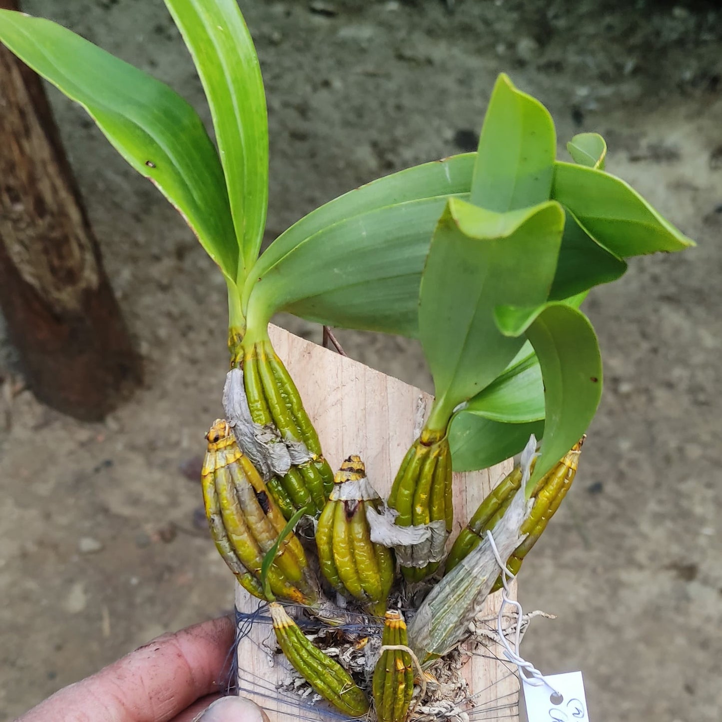 Dendrobium chrysotoxum (Golden Canary Orchid)