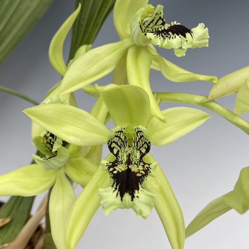 Dendrobium pandurata (Black Lip Orchid)