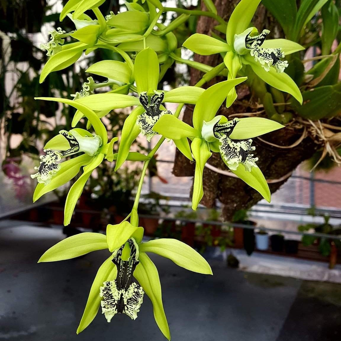 Dendrobium pandurata (Black Lip Orchid)