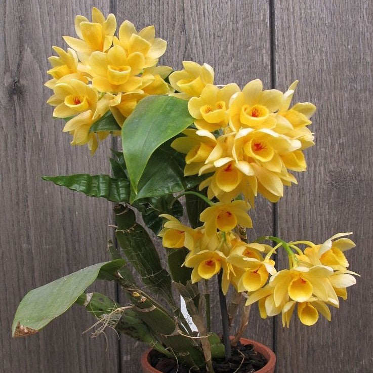 Dendrobium sulcatum (Golden Chain Orchid)
