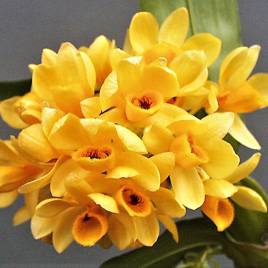 Dendrobium sulcatum (Golden Chain Orchid)