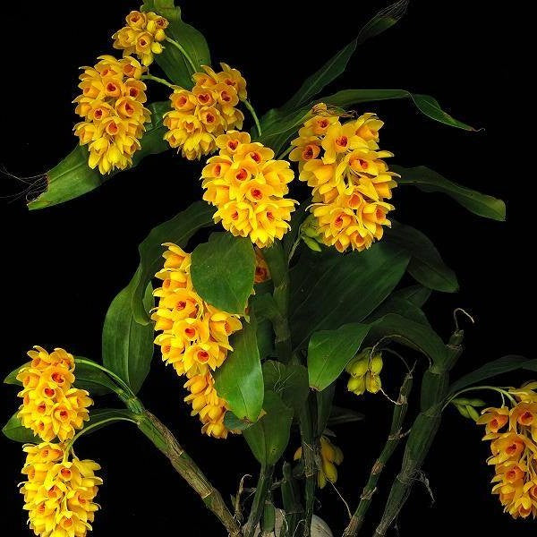 Dendrobium sulcatum (Golden Chain Orchid)