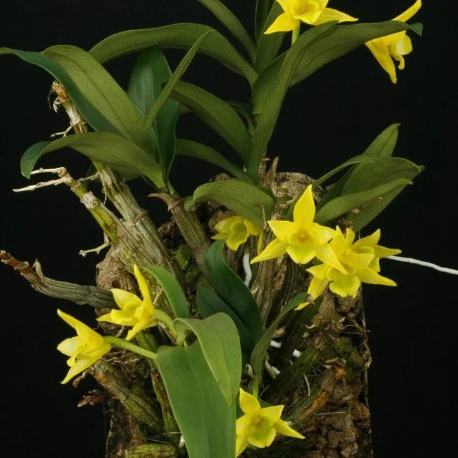 Dendrobium trigonopus (Triangle-Lip Dendrobium)