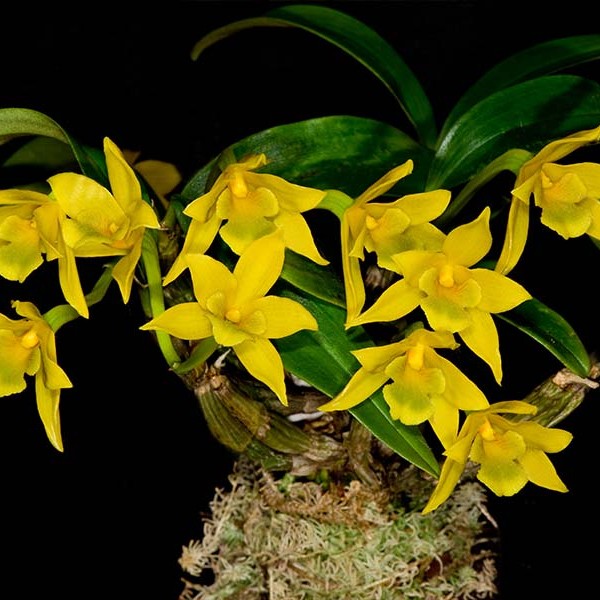 Dendrobium trigonopus (Triangle-Lip Dendrobium)