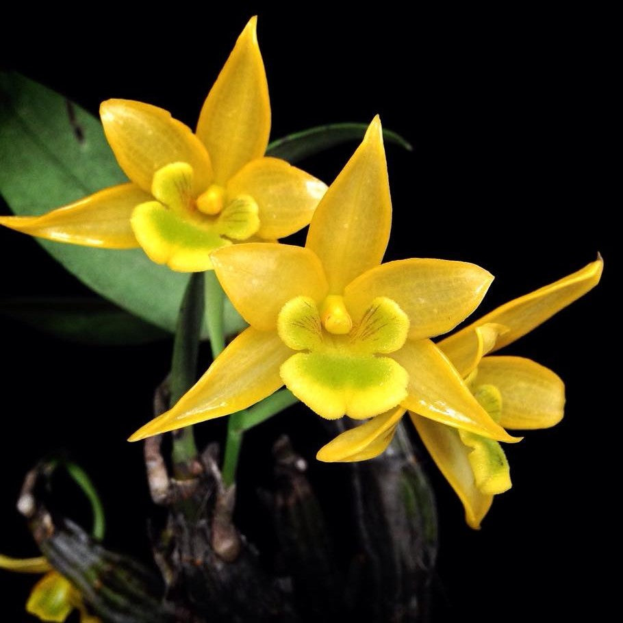 Dendrobium trigonopus (Triangle-Lip Dendrobium)