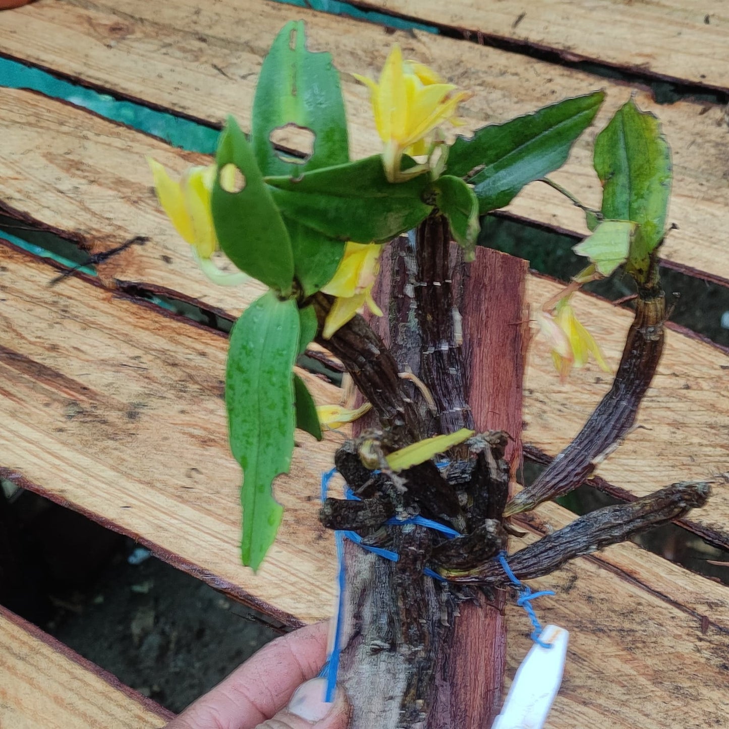 Dendrobium trigonopus (Triangle-Lip Dendrobium)