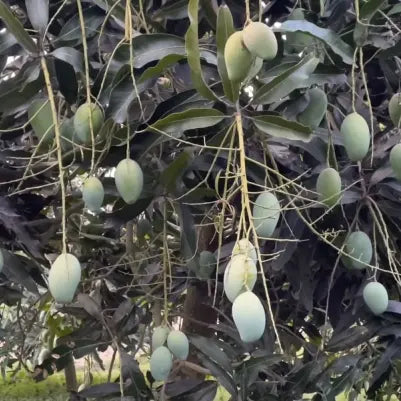 Amrapali Mango Plant β Grafted Mango Tree