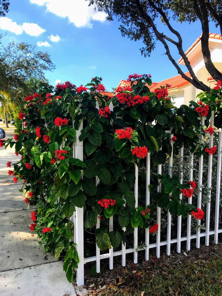 Flaming Glory Vine - Healthy Live Outdoor Plant | Ashiyana Store
