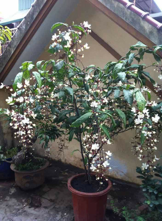 Light of Bulbs Vine | Chains of Glory | Wallich’s Glorybower Creeper