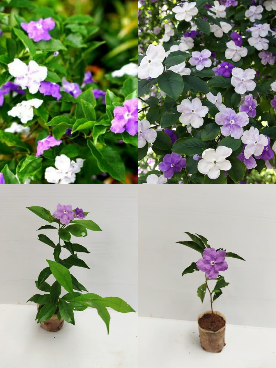 yesterday today and tomorrow plant in pots Yesterday Today Tomorrow Plant – ASHIYANA STORE