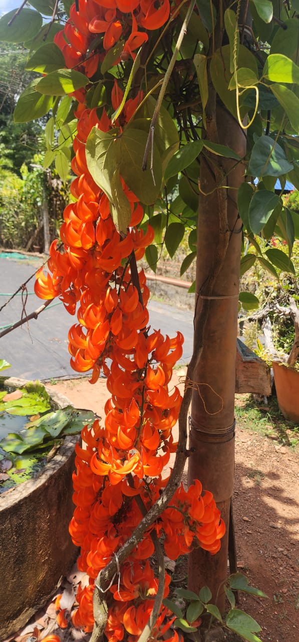 Red jade Vine flowering creeper plant for Indian garden by Ashiyana Store