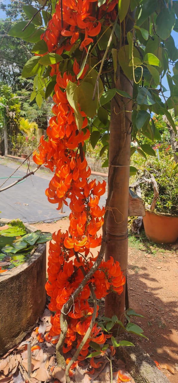 Ashiyana Red jade Vine Premium Vine