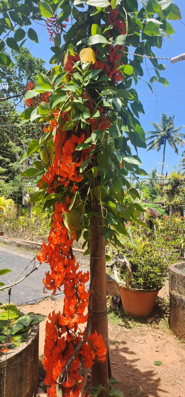 Ashiyana Red jade Vine Premium Vine
