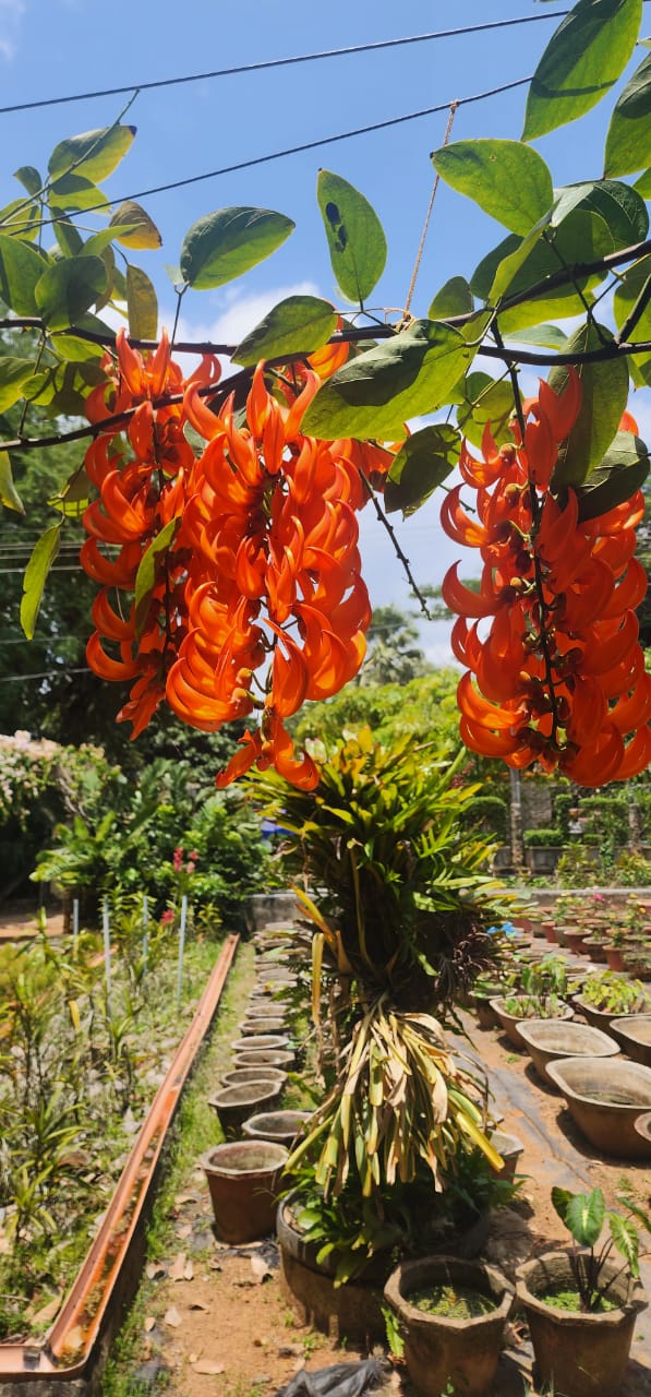 Ashiyana Red jade Vine Premium Vine